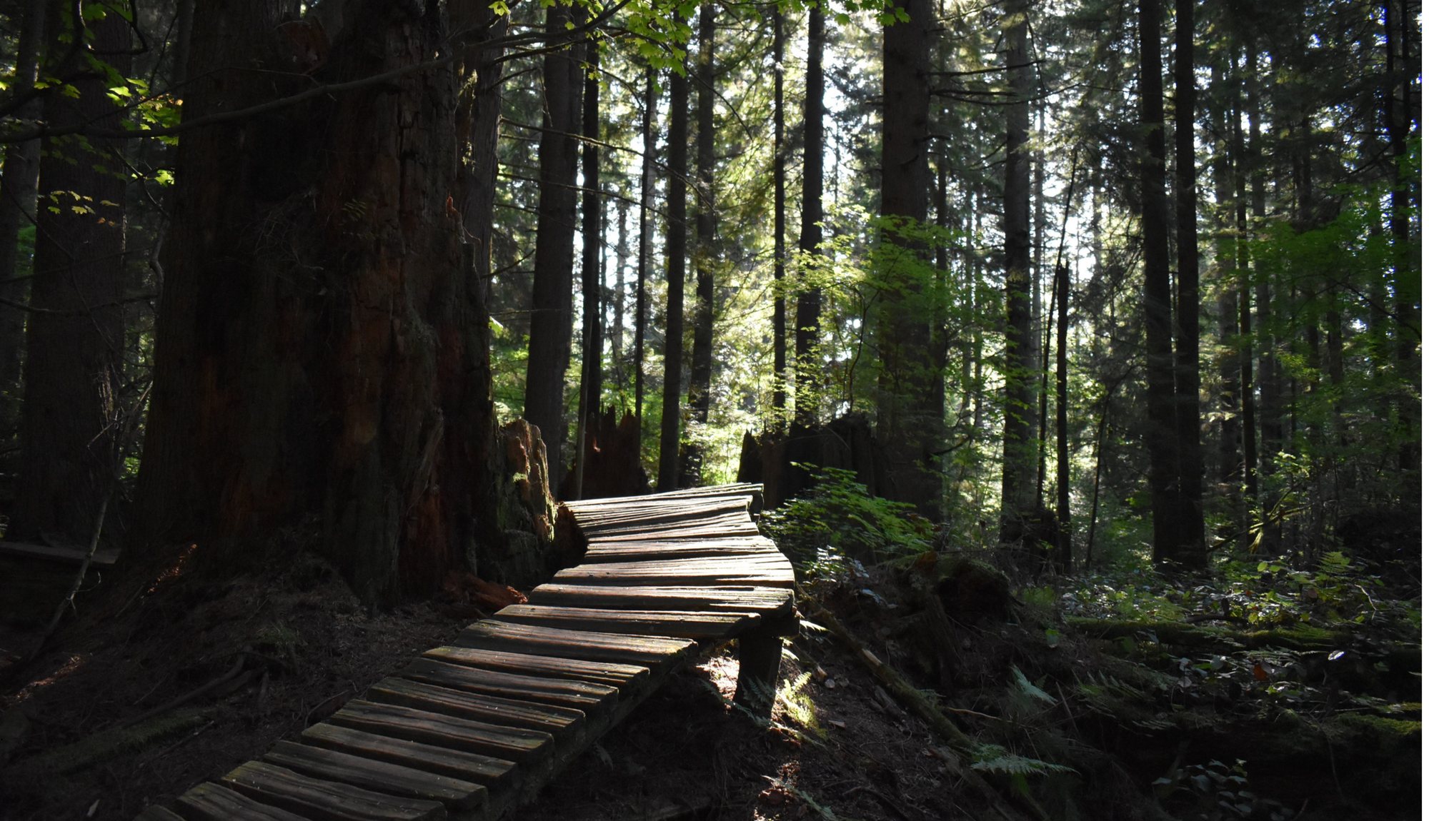 Boardwalk trail through the forest in Bert Flinn Park